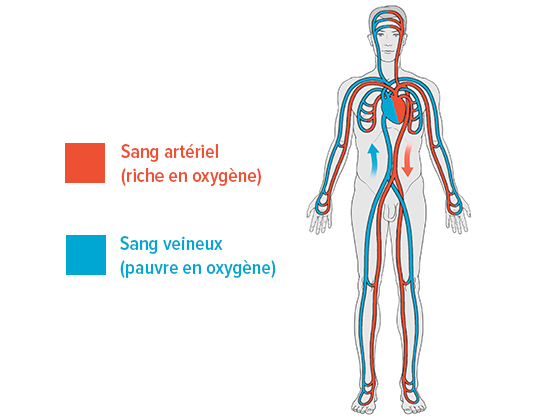 Circulation sanguine dans le corps humain Circulation sanguine dans le corps humain