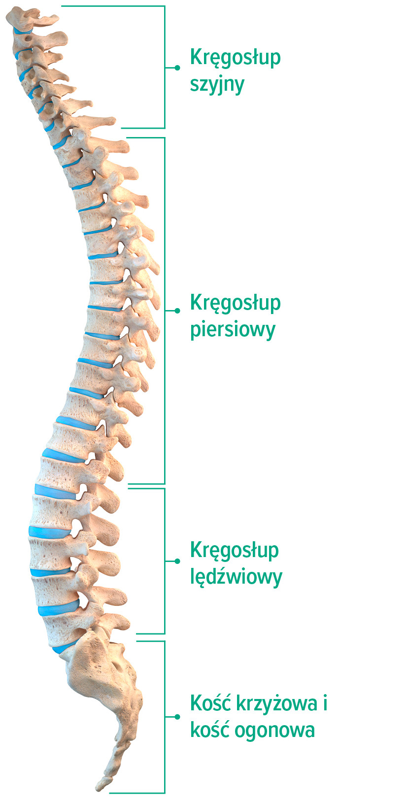 Kręgosłup Budowa kręgosłupa