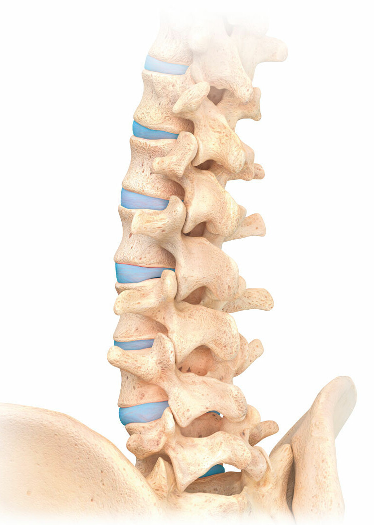 Spine Graphic illustration of spine