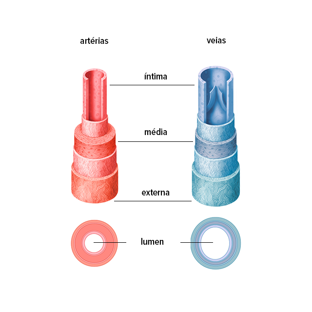 Estrutura das veias e artérias Estrutura das veias e artérias