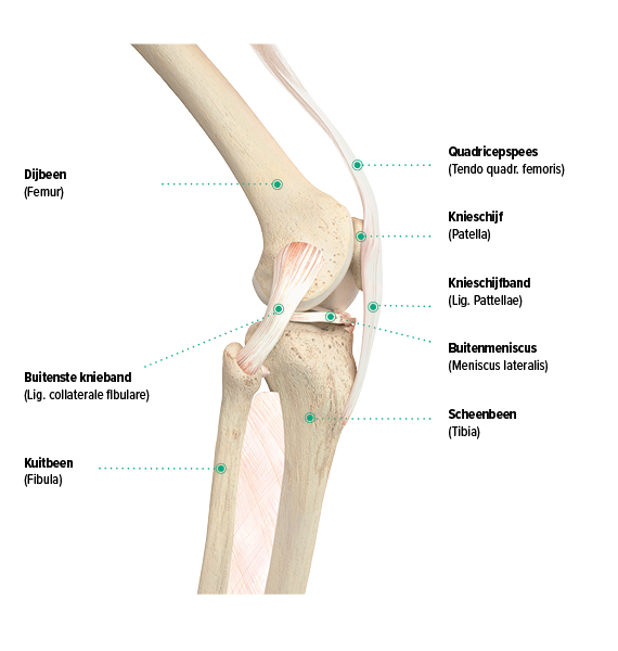Opbouw van de knie, zijaanzicht Opbouw van de knie, zijaanzicht