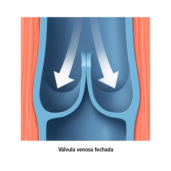 Válvulas venosas fechadas Válvulas venosas fechadas