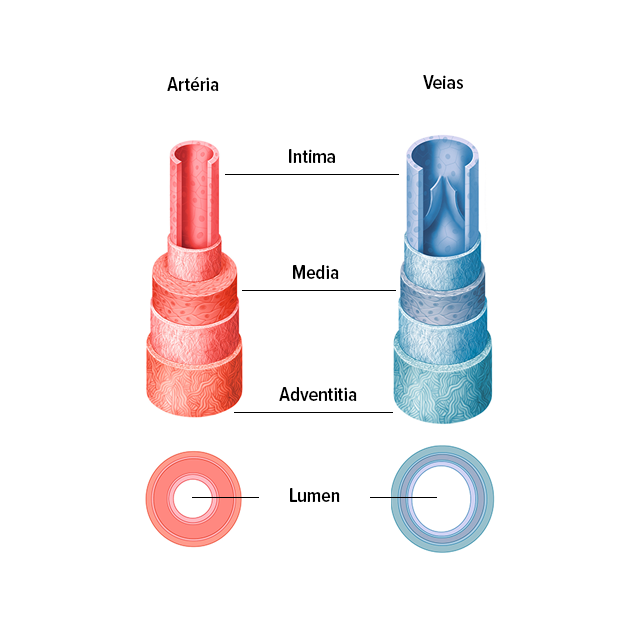 Estrutura das veias e artérias Estrutura das veias e artérias