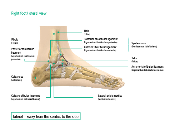 Ankle joint, lateral view Ankle joint, lateral view