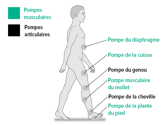Pompes musculaires et articulaires Pompes musculaires et articulaires